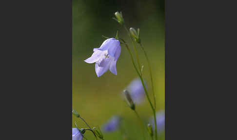 Rundblättrige Glockenblume (Campanula rotundifolia)