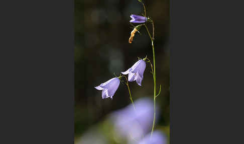 Rundblättrige Glockenblume (Campanula rotundifolia)