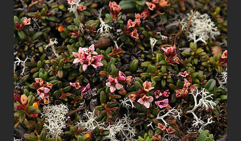 Alpenazalee (Loiseleuria procumbens)