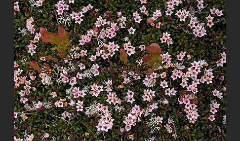 Alpenazalee (Loiseleuria procumbens)