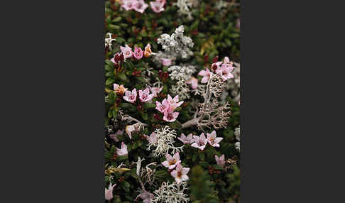 Alpenazalee (Loiseleuria procumbens)