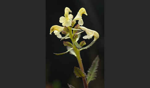 Lappländisches Läusekraut (Pedicularis lapponica)