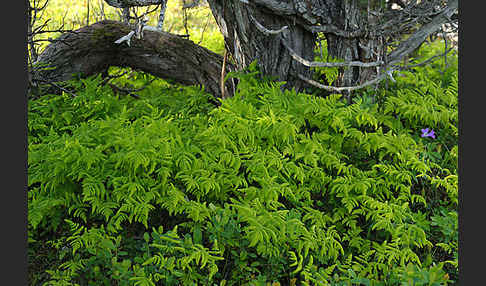 Eichenfarn (Gymnocarpium dryopteris)