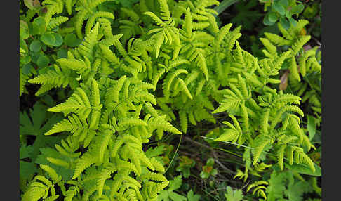 Eichenfarn (Gymnocarpium dryopteris)