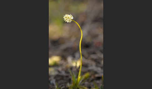 Kleine Simsenlilie (Tofieldia pusilla)