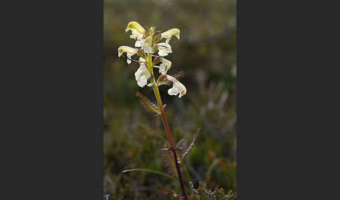 Lappländisches Läusekraut (Pedicularis lapponica)