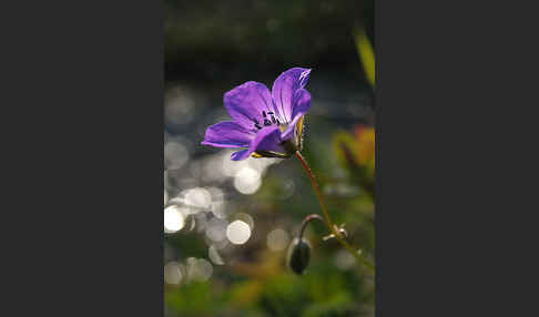 Wald-Storchschnabel (Geranium sylvaticum)