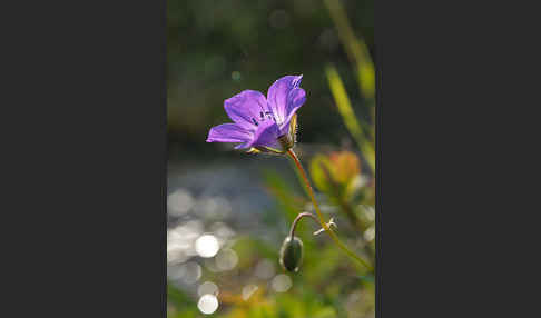 Wald-Storchschnabel (Geranium sylvaticum)