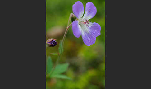 Wald-Storchschnabel (Geranium sylvaticum)