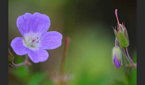 Wald-Storchschnabel (Geranium sylvaticum)