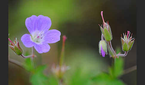 Wald-Storchschnabel (Geranium sylvaticum)