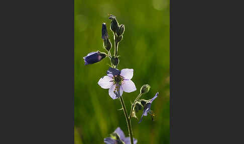 Blaue Himmelsleiter (Polemonium caeruleum)