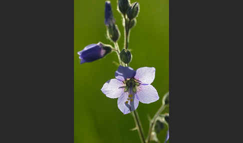 Blaue Himmelsleiter (Polemonium caeruleum)