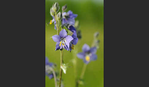 Blaue Himmelsleiter (Polemonium caeruleum)