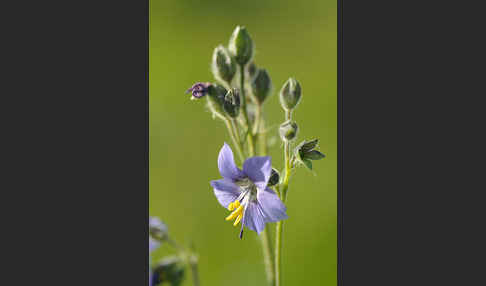 Blaue Himmelsleiter (Polemonium caeruleum)