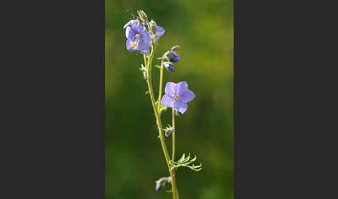 Blaue Himmelsleiter (Polemonium caeruleum)