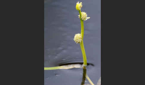 Zwerg-Igelkolben (Sparganium natans)