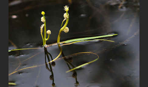 Zwerg-Igelkolben (Sparganium natans)