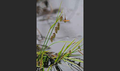 Schlamm-Segge (Carex limosa)