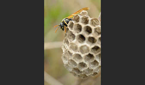 Heide-Feldwespe (Polistes nimpha)