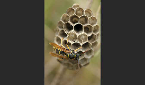 Heide-Feldwespe (Polistes nimpha)