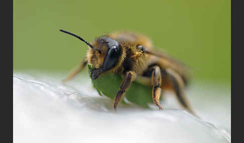 Blattschneiderbiene (Megachile willughbiella)