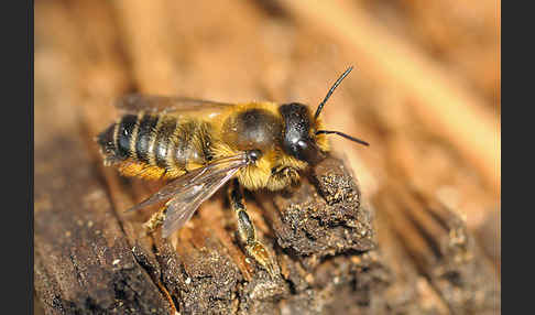 Blattschneiderbiene (Megachile willughbiella)