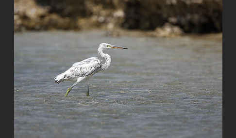 Küstenreiher (Egretta gularis gularis)