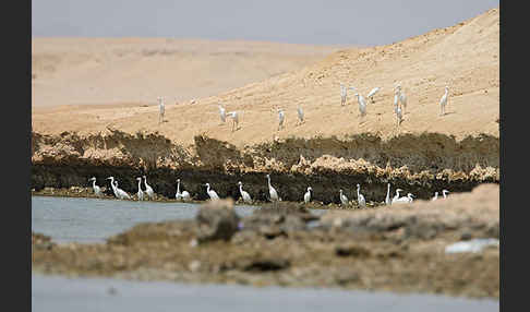 Küstenreiher (Egretta gularis gularis)