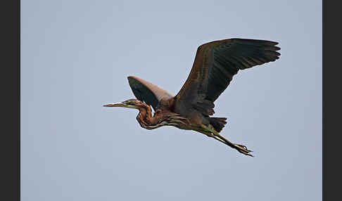 Purpurreiher (Ardea purpurea)