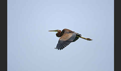 Purpurreiher (Ardea purpurea)