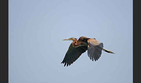 Purpurreiher (Ardea purpurea)