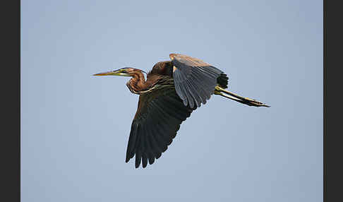 Purpurreiher (Ardea purpurea)