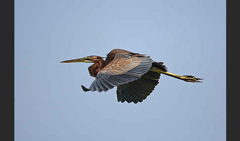 Purpurreiher (Ardea purpurea)