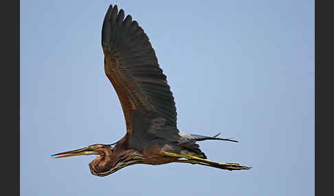 Purpurreiher (Ardea purpurea)