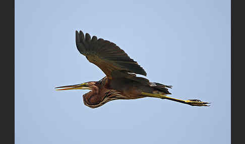 Purpurreiher (Ardea purpurea)