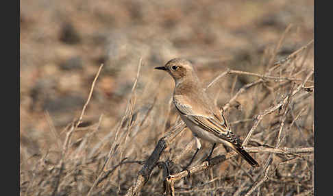 Wüstensteinschmätzer (Oenanthe deserti)