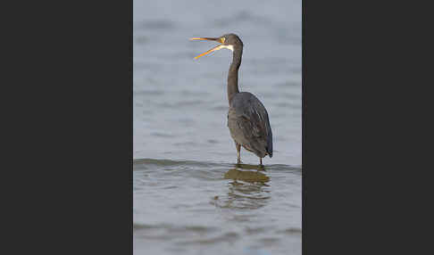 Küstenreiher (Egretta gularis gularis)