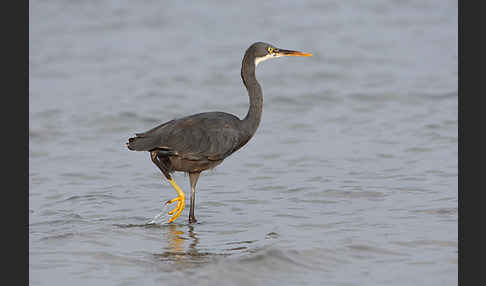 Küstenreiher (Egretta gularis gularis)