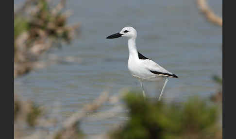 Reiherläufer (Dromas ardeola)