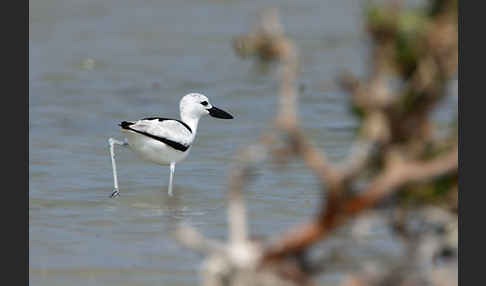 Reiherläufer (Dromas ardeola)