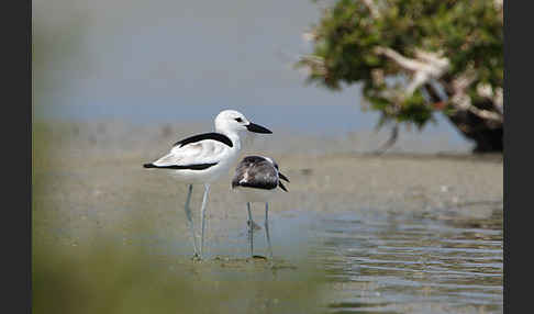 Reiherläufer (Dromas ardeola)