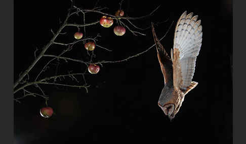 Schleiereule (Tyto alba)