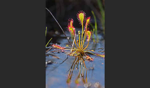 Mittlerer Sonnentau (Drosera intermedia)