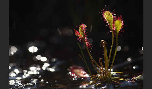 Mittlerer Sonnentau (Drosera intermedia)