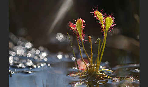 Mittlerer Sonnentau (Drosera intermedia)