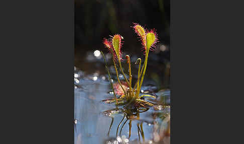 Mittlerer Sonnentau (Drosera intermedia)