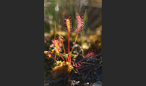 Mittlerer Sonnentau (Drosera intermedia)