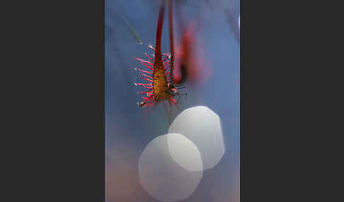 Mittlerer Sonnentau (Drosera intermedia)