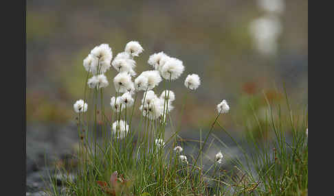 Scheuchzers Wollgras (Eriophorum scheuchzeri)